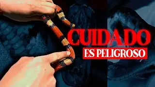 Las 5 enfermedades que m&aacute;s comunes en tu serpiente (las 5 la puede llevar a desvivir)