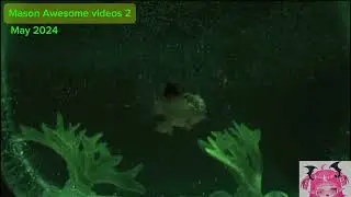 fish nightlight