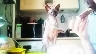 Georgik is a master of sandwich pressing