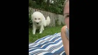 Funny Great Pyrenees#foryou #funnydog #usa #dogs #dogsoftiktok #funny