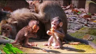Awesome Cuties Wild Babies Monkeys Playing Around