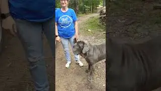 Never underestimated Jeep Cheap Trailer Pulls #homestead #offgrid #puppy #dog #haul #pine