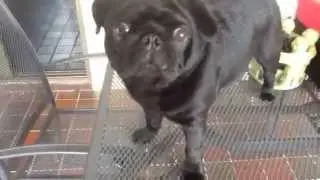 How to teach pug new tricks