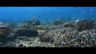 Diving in Raja Ampat (West Papua) 01.2024