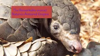 The Remarkable Pangolin: Nature's Armored Enigma #facts #weirdanimals #facts #mysteryanimals