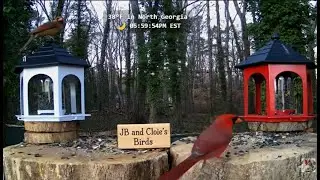Live  - N Georgia Bird🐦Feeder & Garden Wildlife Window to Nature | 50 Species Identified