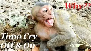 Poor baby Timo cry off and on/ What makes baby Timo angry like this?