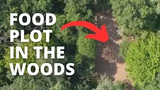 How To Grow Food Plots In The Woods The Easy Way