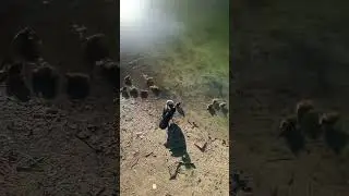 Ducklings!