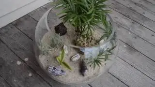 Tank Tutorial-  Beach Biome Terrarium