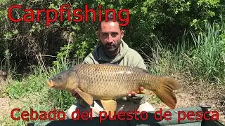 Iniciación al Carpfishing: Cebado del puesto antes de la jornada de pesca y captura de gran carpa