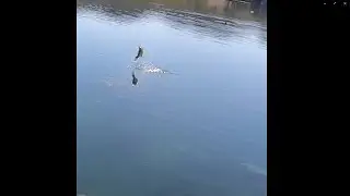 Bass Eats Dragonfly Out of Mid Air!! #shorts