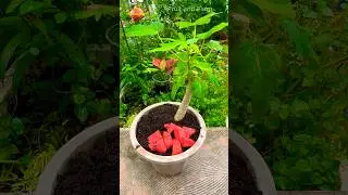 Using Watermelon to Fertilize Papaya Trees, Organic Gardening Trick