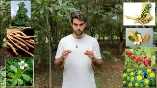 AS 7 MELHORES PLANTAS PRA VOCÊ USAR (protocolo completo no vídeo)