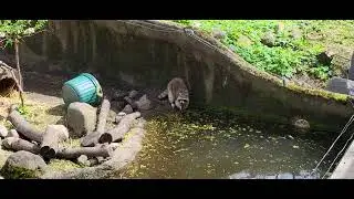 Raccoon and Red Fox Cosley Zoo Wheaton, IL 4-27-24