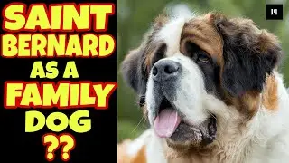 Saint Bernard as a family dog in Hindi | best family dog series | Petsinfomania