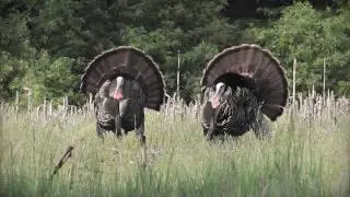 HS Strut UnderTaker Turkey Vest Video