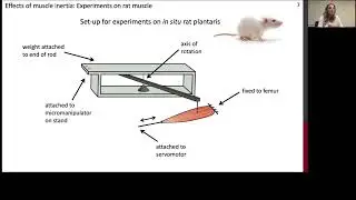 Experiment and modelling to understand skeletal muscle mechanics in health and disease by Dr. S Ross