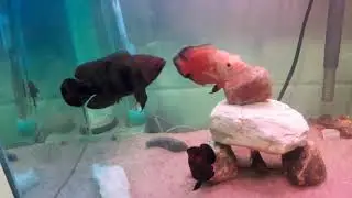 Tratamento de Ictio no aqu&aacute;rio.