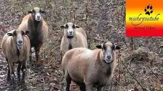 Sheep Chorus.....True