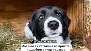 Танцующая собака Ресничка из приюта «Щербинка» ищет хозяев! Проект Собака Юзао