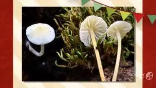 Hemimycena - fungi kingdom