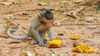 So Sad, Baby Monkey Alba Very Hungry And Want to Get More Milk, Poor Life Alba