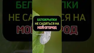 Теперь белокрылка улетит и не посмеет сесть на ваши растения #дача #сад #огород #урожай  #белокрылка