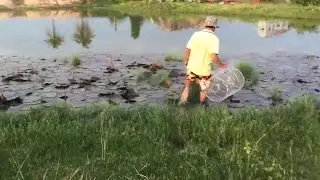 Amazing Net Fishing | How to fishing with Ler at Siem Reap Province | Cambodia Traditional Fishing
