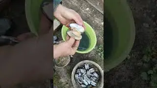 Oysters. How to clean oysters. We caught oysters. Oysters for the poor. Russian humor) #shorts