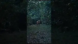 🔥 Poacher (2024) Trailer Review | Darkest Wildlife Crime Story Ever! 🔥
