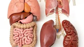 What's the function of appendix? | What's the function of heart? | What's the function of liver? 