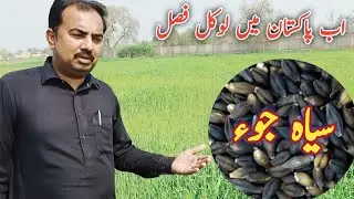 black jau farming in Pakistan | black barley in Pakistan | black wheat seeds in Pakistan