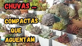 5 SUCULENTAS COMPACTAS QUE AGUENTAM CHUVAS