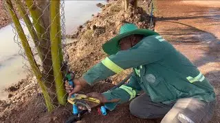 Ounavong farm lao:ແລ່ນນ້ຳໃສ່ຕົ້ນພ້າວປູກໄໝ່#เที่ยวเมืองลาว #ฟร์ามกวางที่ลาว