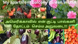 அமெரிக்காவில்  எங்கள் அடுக்குமாடி  தோட்டத்தில்  செம்ம அறுவடை!!/garden tour  போலாமா?/ss sasi kitchen