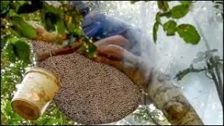 Amazing Find Giant HoneyBee For Food At Deep Jungle Mountain, by dailymyjob