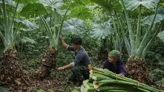We harvested taro, collected eggs, and took them to the market to buy gifts for Grandma.