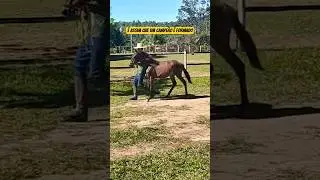 Potro filho de Garbosa Toulon x Radiante F&oacute;rum!! Esse tem a senha #cavalo #cavalos #horse