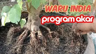PROGRAM AKAR BAHAN BONSAI WARU DONGKELAN TAHAP AWAL