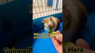 Meet Latte 🐹 my 2-month-old guinea pig enjoying bell pepper
