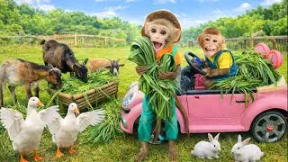 Bim Bim helps Dad take care of the rabbits, goats, and ducks&mdash;his favorite friends