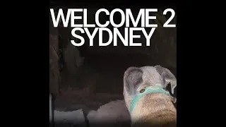 WELCOME 2 SYDNEY TRAVEL VLOG TRENDING PART 3 #music #trending #bass