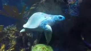 Kemp's ridley sea turtle