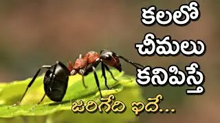 Kalalo Cheemalu Kanipisthe | Kalalu Ants Kanipisthe | Kalalu Vati Phalithalu | Laxmi Devotional