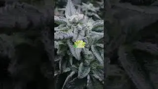 This Pure Michigan Pheno&rsquo;s Built Different 🌲💨   Week 5 Flower