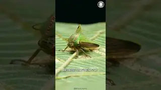Umbonia Spinosa 🪲 This BUG Looks UNREAL!