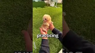 HOW WOULD YOU Rate this PUPPY 😱 | Wholesome Moments