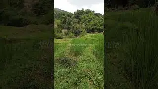 berangkat kita mancing #vlogmancing #mancingliar #alam #microfhising #ikanwader #mancingbenter