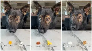 My Picky Dog Chooses His Favourite Foods